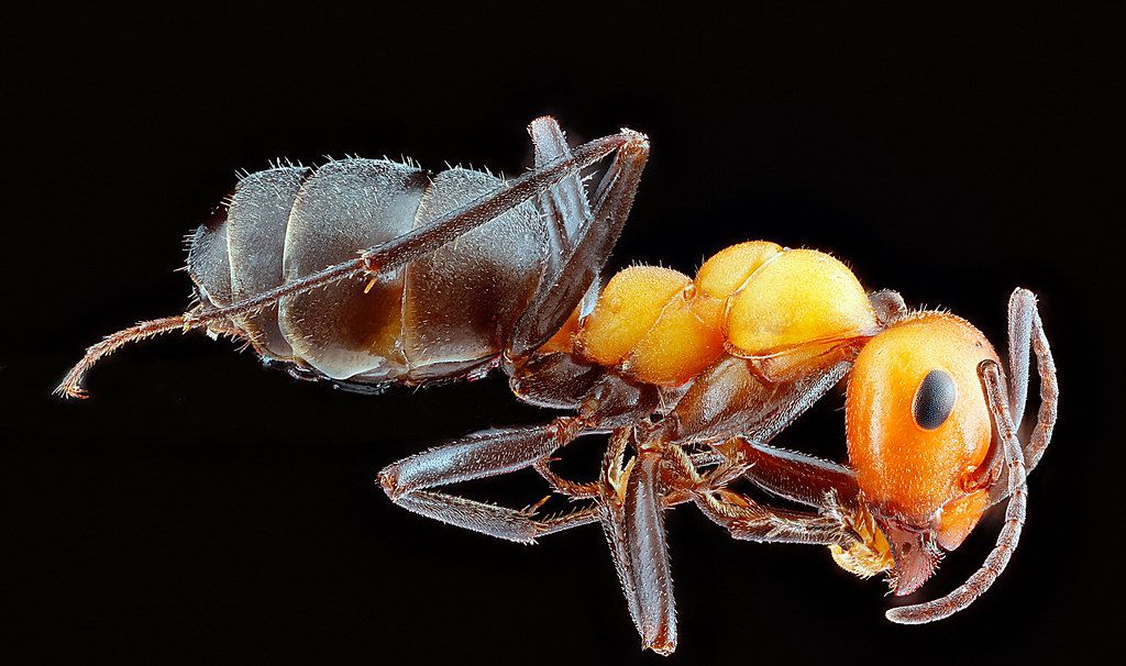 Ant Control service in Las Vegas, NV