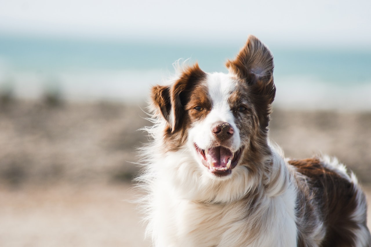 Flea & Tick Control service in Las Vegas, NV