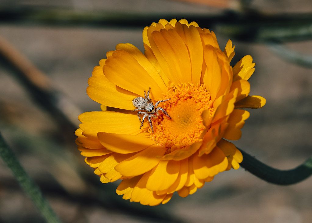 Spider Control service in Las Vegas, NV